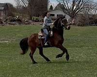 all-around-friesian-saddlebred-horse