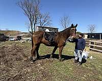 trained-friesian-saddlebred-horse