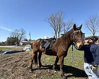 friesian-saddlebred-gelding