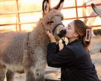 dorsal-shoulder-stripes-donkey