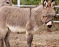 grey-dorsal-shoulder-stripes-donkey