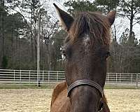 15-hand-friesian-mare