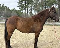 black-mare-for-sale