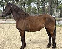 black-friesian-mare
