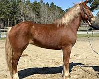 harness-belgian-morgan-horse