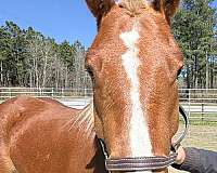 sorrel-draft-mare