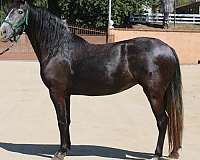 grey-mare-andalusian-horse