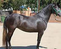 all-around-andalusian-horse