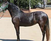 classical-andalusian-horse