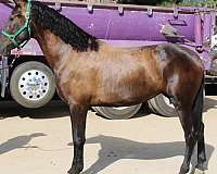 burguete-andalusian-horse