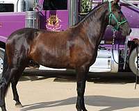 caballo-de-monte-del-pas-vasco-andalusian-horse