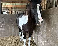 paint-stallion