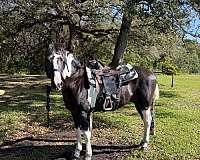paint-pony-for-sale