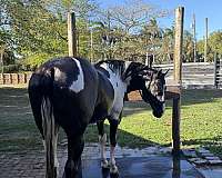paint-pony