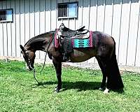 quarter-horse-mare