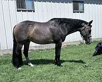 quarter-horse-for-sale