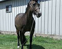 quarter-horse