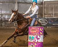 thoroughbred-horse