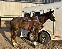 thoroughbred-horse-for-sale
