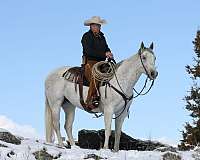 cody-mare