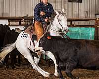 anything-quarter-horse