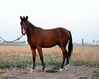 caspian-pony-welsh