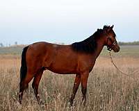 caspians-welsh-pony