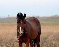 chsa-welsh-pony