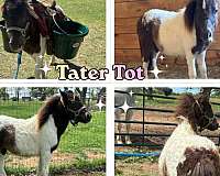 cheap-pony-miniature