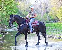 all-around-friesian-horse