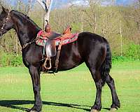 athletic-friesian-horse