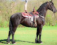 drill-team-friesian-horse