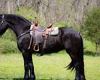 all-around-friesian-horse