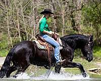 athletic-friesian-horse