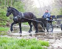 beginner-friesian-horse