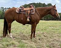 blaze-stockings-coronet-horse