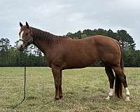 sorrel-blaze-stockings-coronet-horse