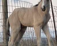 dun-factordorsal-stripe-horse