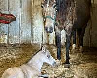 dunskin-dun-factordorsal-stripe-horse