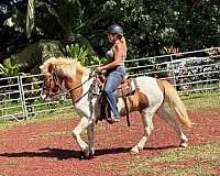 tobiano-icelandic-gelding