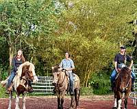 tobiano-usihc-gelding