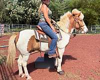 tobiano-usihc-horse