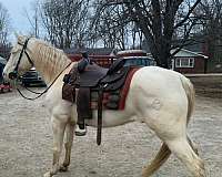 tennessee-walking-horse-for-sale