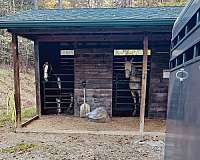 gelding