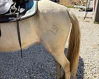 tennessee-walking-horse