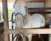 trail-horse
