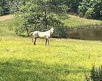 pearl-gelding
