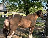 affordable-paint-horse