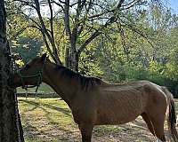 apha-paint-horse