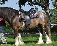 filly-buckskin-gypsy-vanner-horse